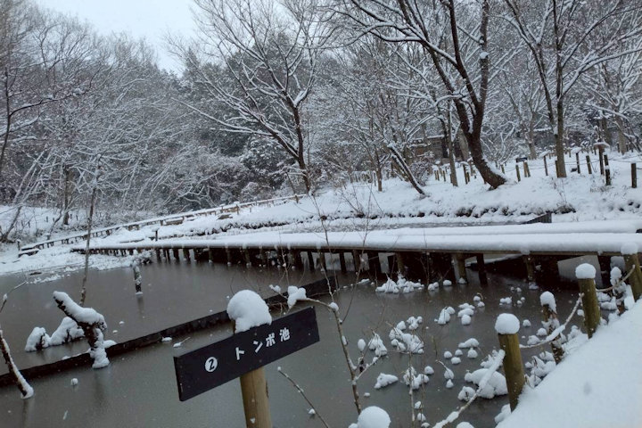 �V�_�̗���i�F